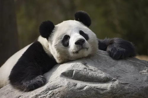 招财熊猫免费版下载-招财熊猫官网下载v.0.63