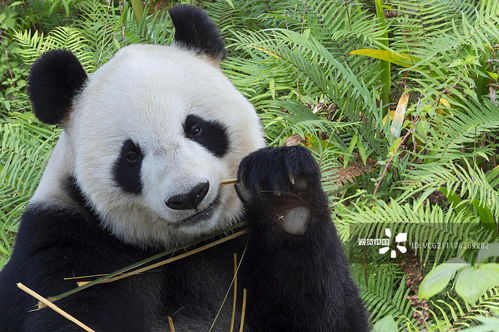 招财熊猫免费版下载-招财熊猫官网下载v.0.63